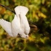 Kakadu naholici - Cacatua sanguinea - Little Corella 3297